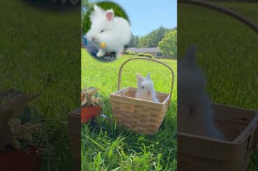 Cute Bunny - Mom sais cats are out there! #cute #funny #bunny  #funnyvideo