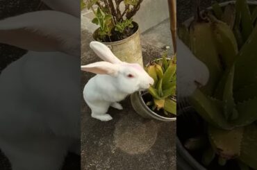 #cute rabbit eating shorts video, #rabbit shorts,#shortvideo