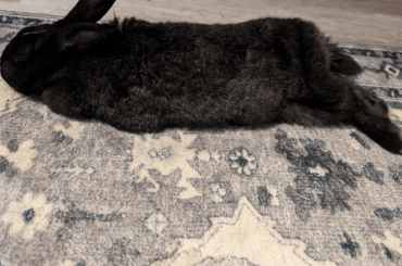 She's all stretched out 😭