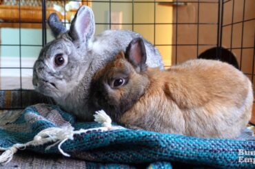 Bunnies Want Some Cuddles