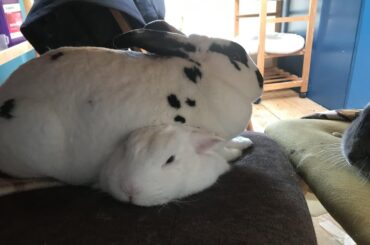 They love sleeping this way