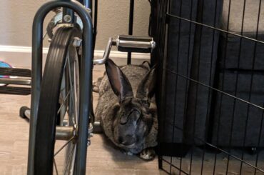 Never uses the stationary bike for exercise, only for sleep... Should I sell it?