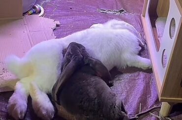 Juniper makes the best pillow