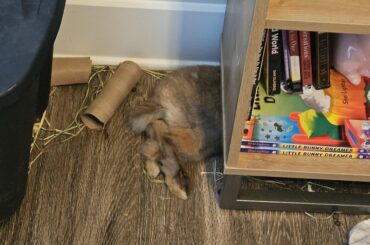 Under the bookshelf?