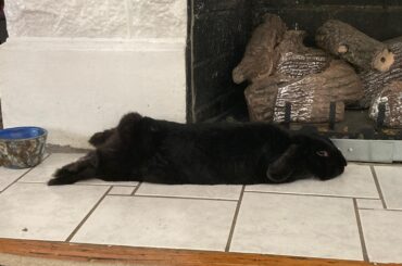 I didn’t know my void could shape shift into a snake!