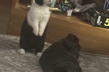 vertical and horizontal buns