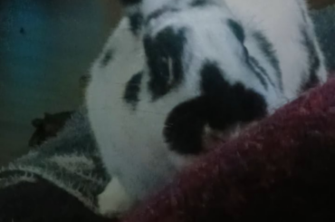 SHE STOLE AND ATE A MARSHMALLOW