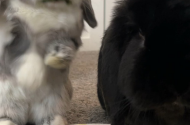 Yuji standing up to clean his green mouf!