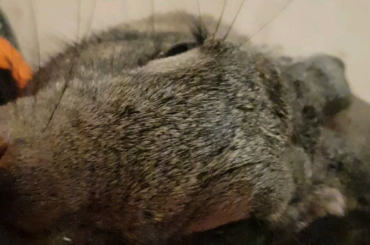 Phoenix standing for pets🥺💕