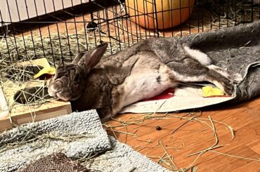 Litterbox doubles as a pillow