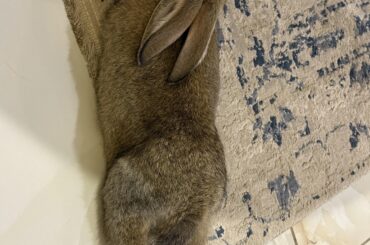 She loves stretching!