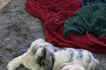 Granite posing on the Marb