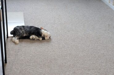 Can't get completely comfortable unless her ass is propped up on a tile.