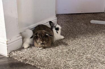 he forgets that he weighs three times more than his brother