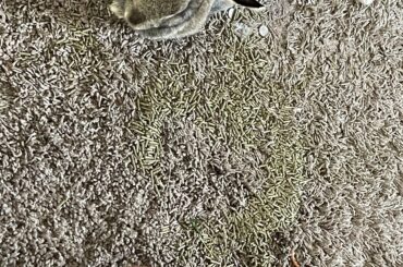 is it the ones off the carpet that taste better, or were thoss just in the way to the good stuff near the bottom 🤔