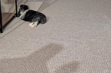 Loads of carpet space: Nope. Tiles and shelve edge: Absolutely.