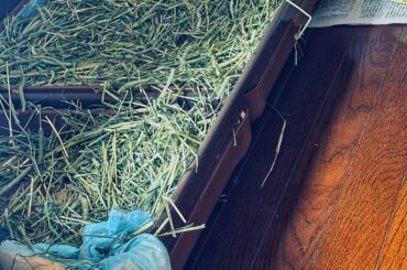 “Hay There, I Regret Nothing”