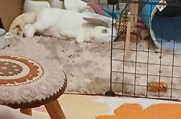 I do not understand him