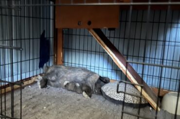 leo loves giving me a heart attack