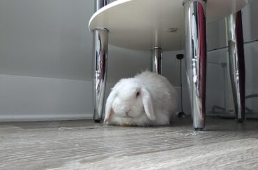 I was told my grumpy girl belongs here