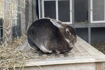 Maggie on a sleepy Saturday morning ☀️