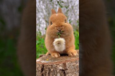 Cute bunny eats #rabbit #cutepets