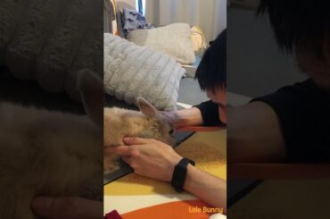 Play with. dad/ baby bunny /Lele Bunny/ #bunny #smartrabbits #rabbit #pets #littlebunny #cute