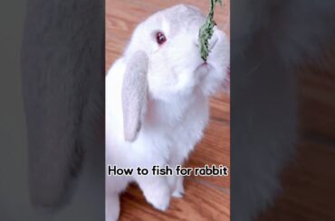 How to fish for the cute bunny #bunny #shorts
