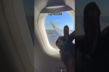 High-Flying Bunnies vs. Airborne Tantrums: A Plane's Pawsitively Wild Journey!  #rabbit #relatable