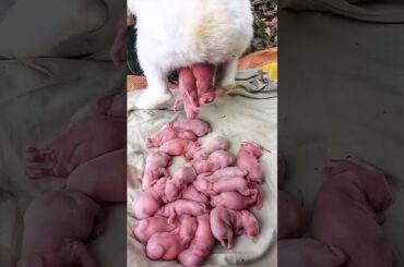 Rabbit Grows From 1 Day To 30 Days - Cute baby rabbit #shorts #animals