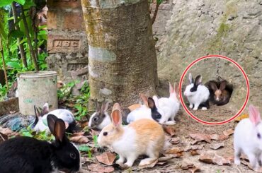 Rabbit Doing Funny Things | Cute Baby bunnies comes out from his garden hole