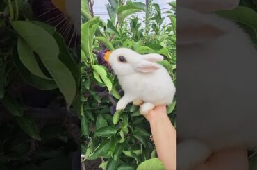 Cute rabbit eating #rabbitfood #cuteanimal #funny #rabbitmeat #cute #animals