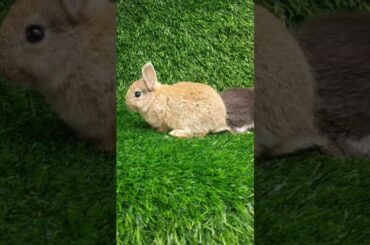 Kelinci Lucu | Cute Rabbit #kelincilucu #cuterabbit #cutepets #peliharaanlucu #short #yt