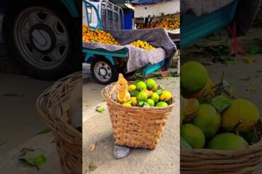 #funny #cute #bunny #rabbit #viralvideo #viralshort #viralshorts #video #love #funnyvideo #trending