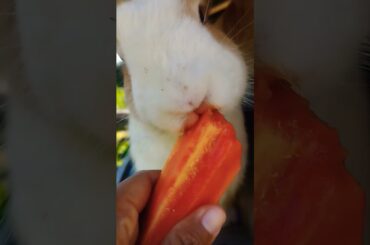 The cute rabbit eating food. #animals #petrabbit #houserabbit #pets #cute #boop #angorarabbit #farm