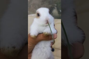 Cute rabbit