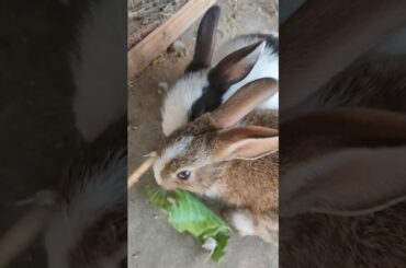 Rabbit Eating #shortfeed #lucknowzoo #cuteanimal #cutepet #viralvideo #cutebunny #rabbiteating #vlog