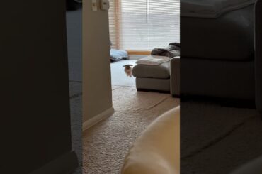 When she sees you #petlover #bunny #adorable