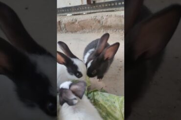 Rabbit Baby Eating #shortfeed #lucknowzoo #cuteanimal #cutebunny #shorts #trending #rabbiteating