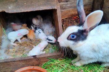 Rabbit Baby - Cute Baby Rabbits Feeding Milk