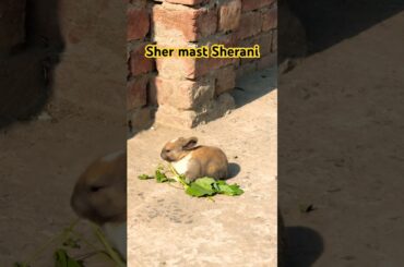 Cute Rabbit Baby Eating Spinach