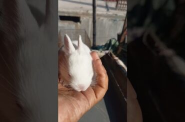 cute rabbit baby #viralvideo #trending #reels