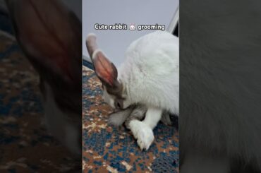 Cute bunny grooming#cuteanimal #bunny #pets #cute ##shorts #youtubeshorts #ytshorts #animal #rabbit
