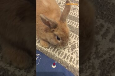 baby bunny /Lele Bunny/ #bunny #smartrabbits #rabbit #pets #littlebunny #cute #cuteanimals