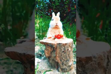Cute Rabbit's eating#animal #trend#yearofyou#rabbit#cutepet#amzing#beautiful#fyp#