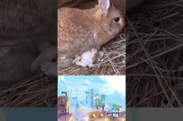 Baby rabbits from mother rabbit. #rabbits #cuterabbiteating #rabbit