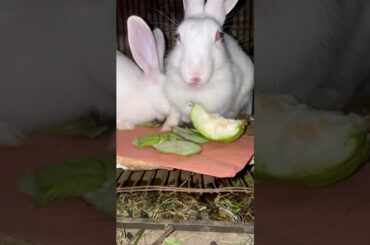 Cute Rabbits GO WILD for Guava Fruits #rabbit #pets #cute #bunny #cutebunny #animals #shortvideo