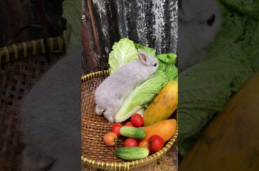 A cute rabbit was caught eating the harvest from the garden  #cuterabbit #rabbiteating #cutebunny