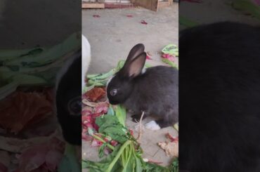 Very Very Cute Rabbit #shortfeed #lucknowzoo #cuteanimal #cutepet #cutebunny #rabbiteating #vlog