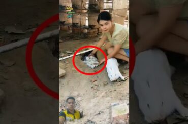 A lot of wild cute baby rabbits #cute #pets #rabbit #rabbitparent #bunnylife #cutebunny #bunny